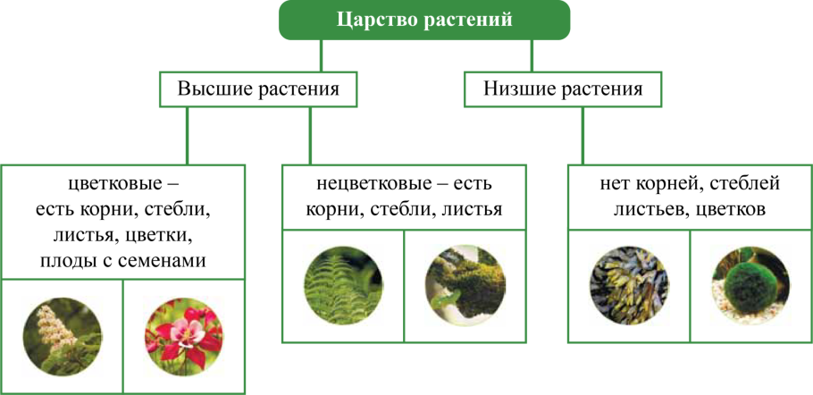 Стенд систематика растений