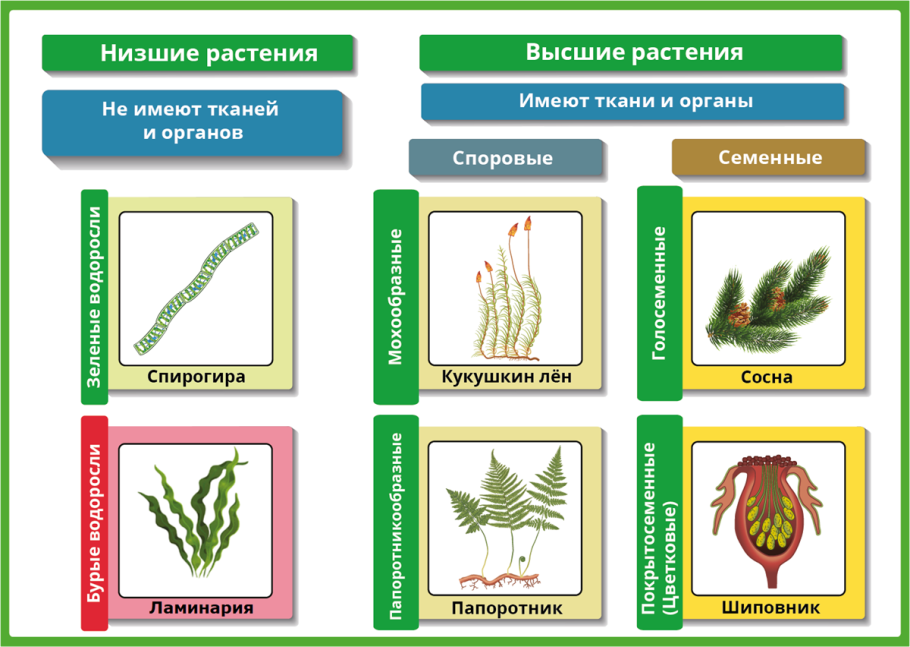 Царство растений классификация