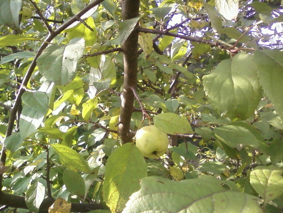 Яблоня дикарка