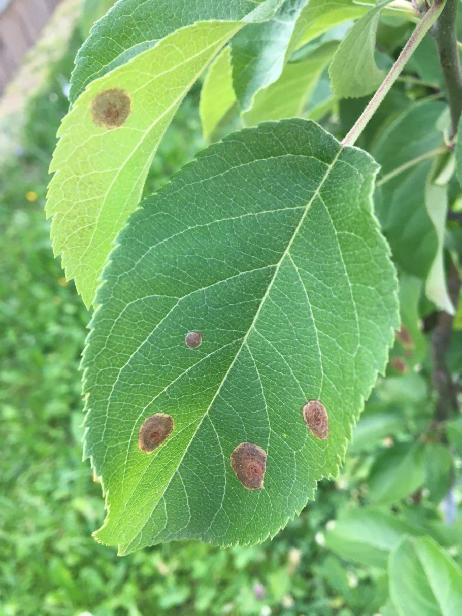Бурая пятнистость яблони