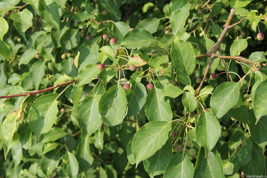 Яблоня Дикая заросли