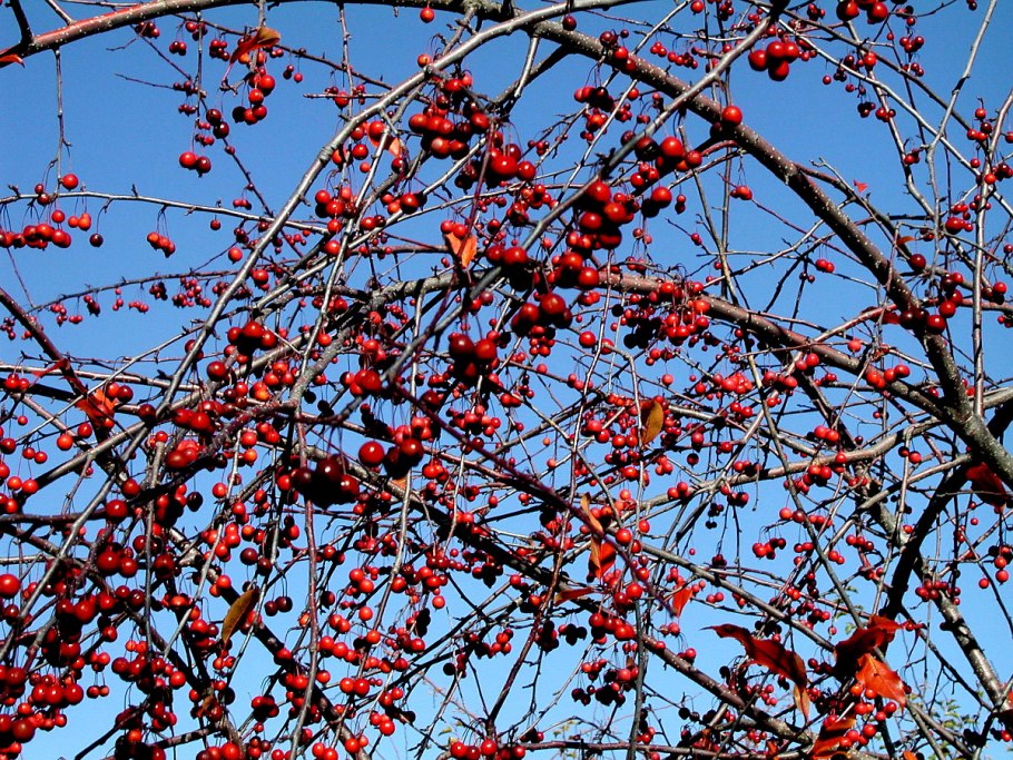 Pyrus communis дерево