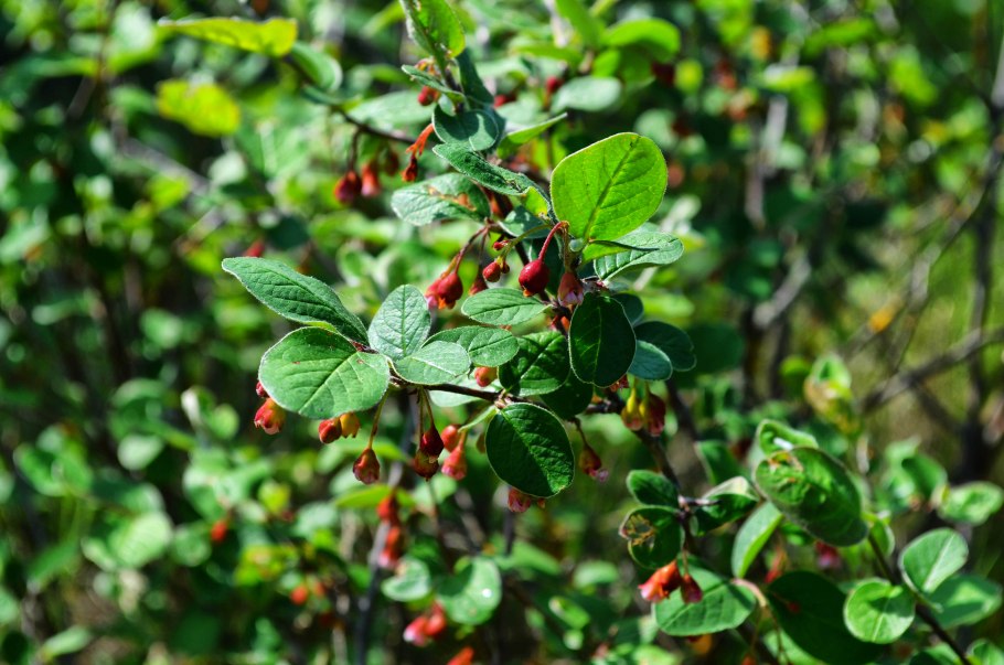 Маленькие мятные Ранетки дичка