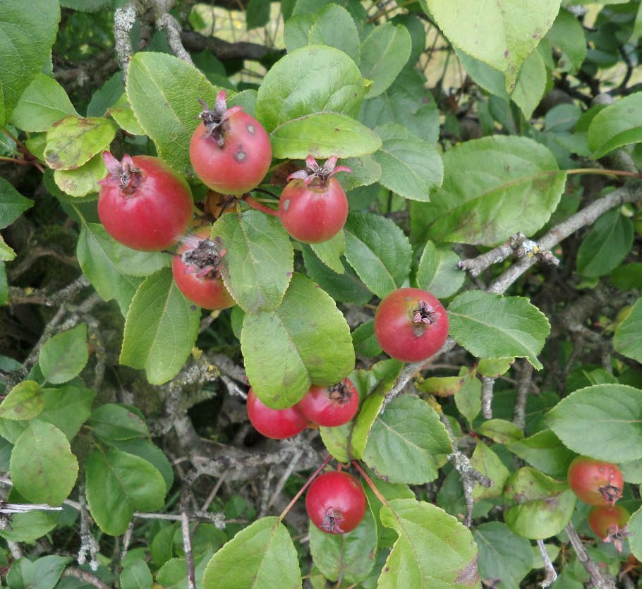 Яблоня Дикая Malus Sylvestris