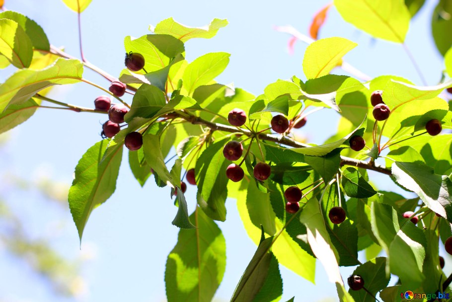 Листья дикой яблони