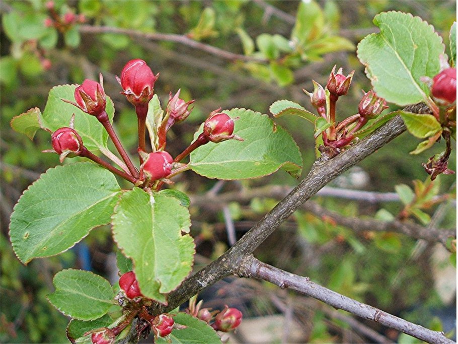 Чампа яблоко цветение