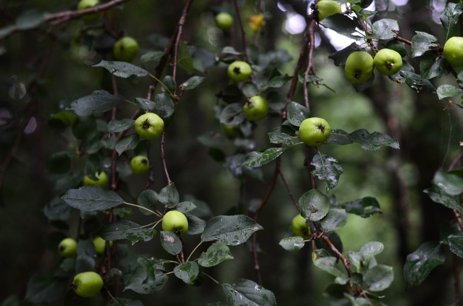 Яблоня Сильвестрис