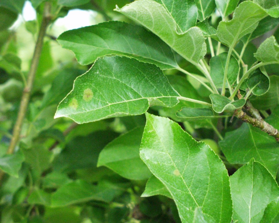 Яблоки на ветке