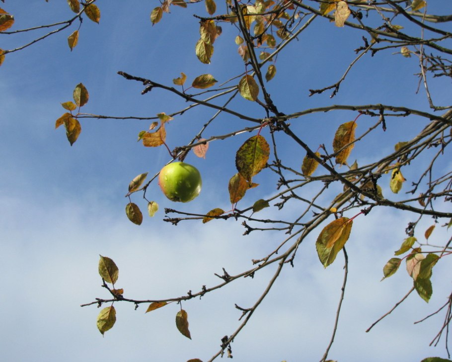 Яблоки на ветке