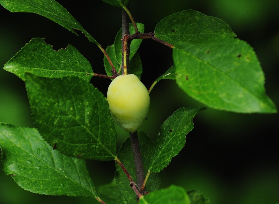 Яблоня Лесная Malus Sylvestris
