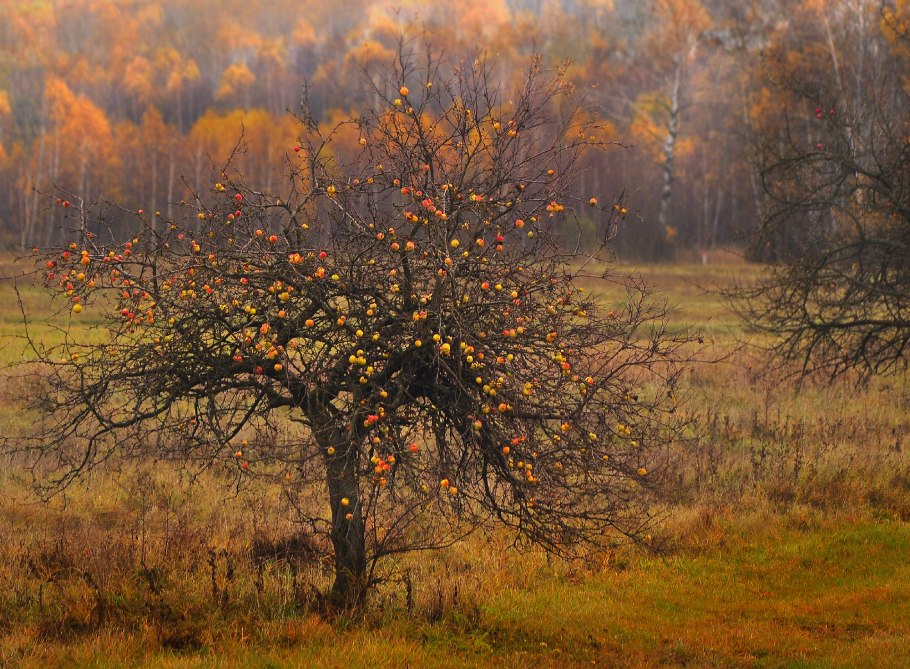 Яблоня домашняя лист