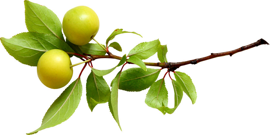 Яблоня дикарка