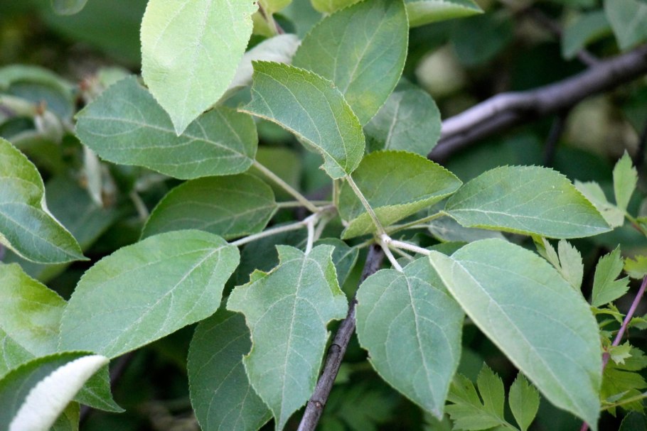 Яблоки на ветке