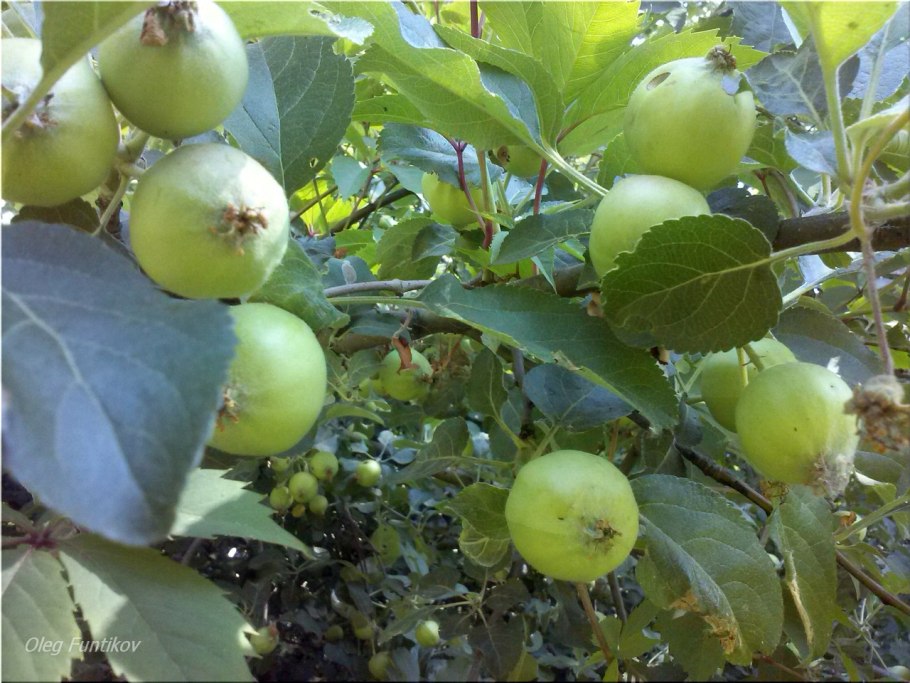 Среднеазиатская Дикая яблоня