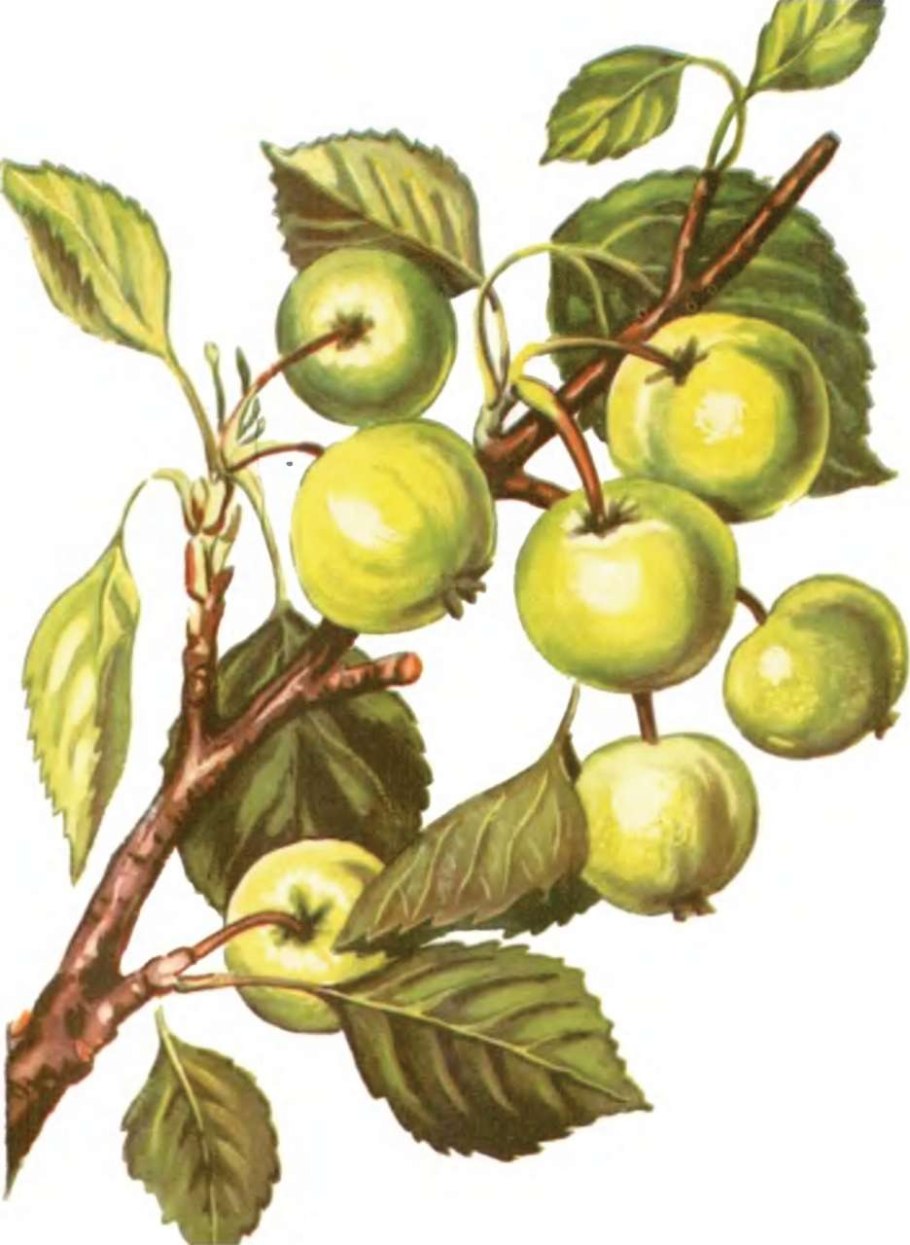 Яблоня Дикая Malus Sylvestris
