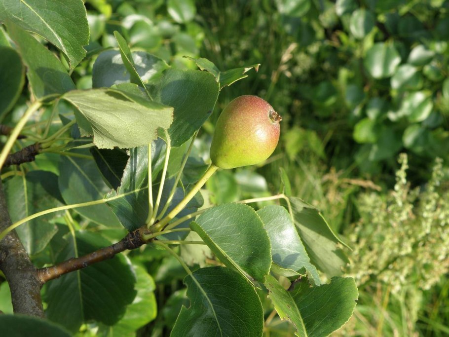 Груша Дикая Лесная