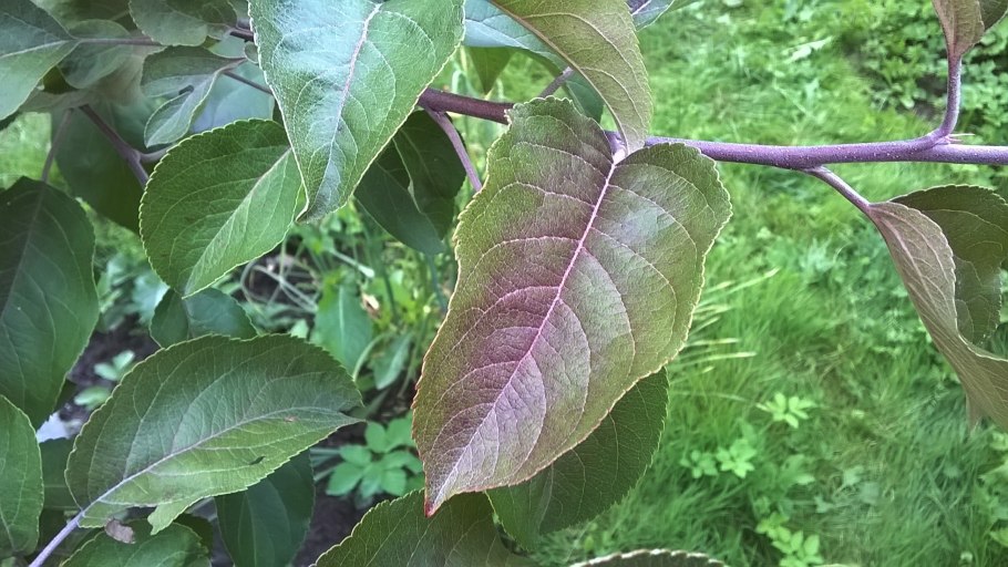 Яблоня дикарка