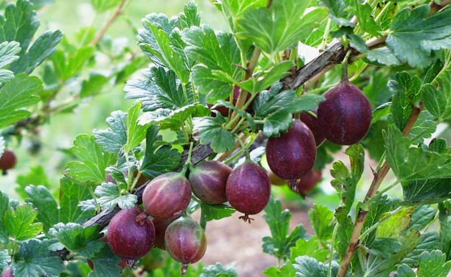 Крыжовник Грушенька куст