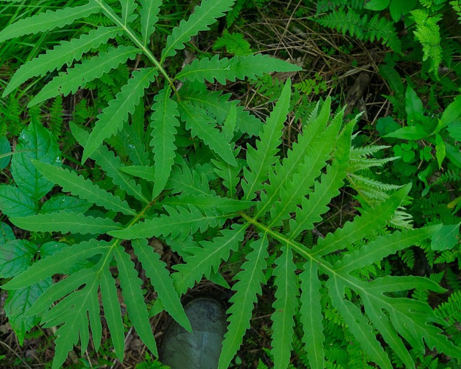 Папоротник Щитовник кочедыжник орляк