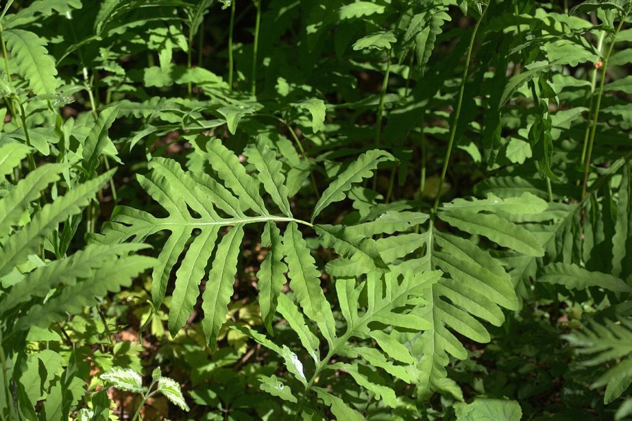 Папоротник Оноклея растение