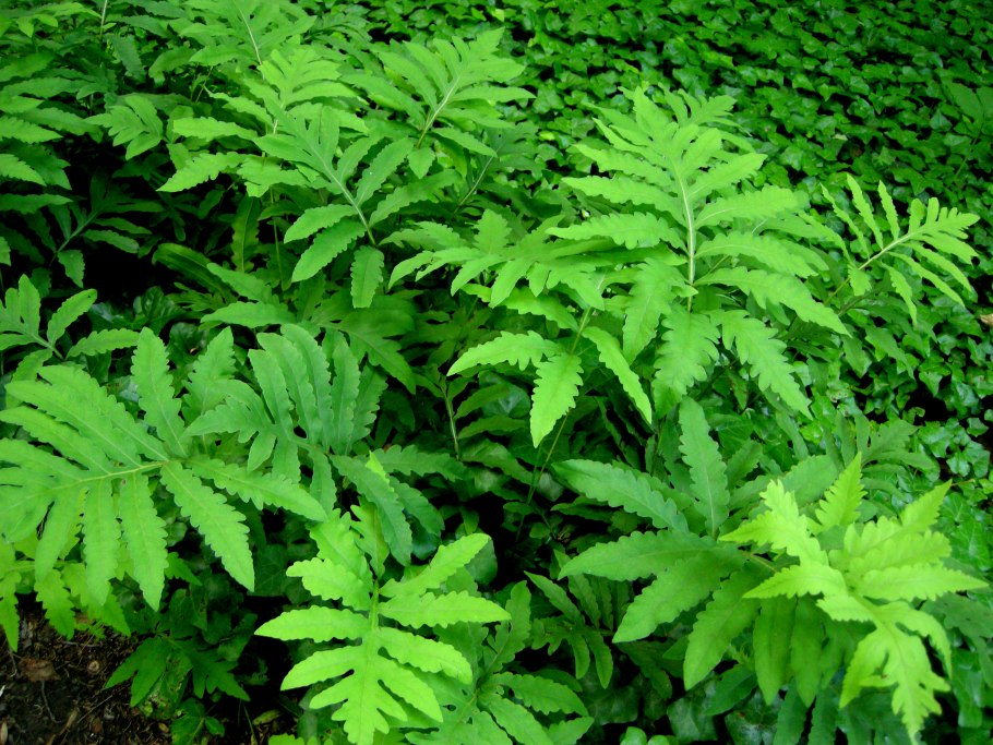 Папоротник Оноклея чувствительная