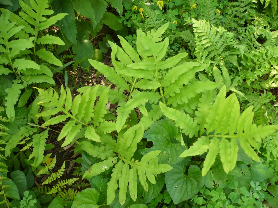 Папоротник Оноклея