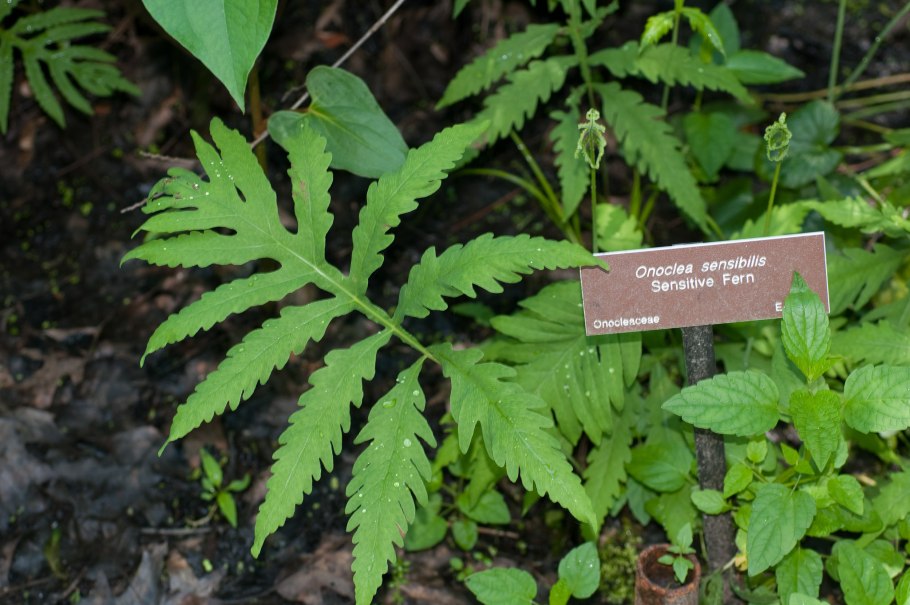 Папоротник Оноклея
