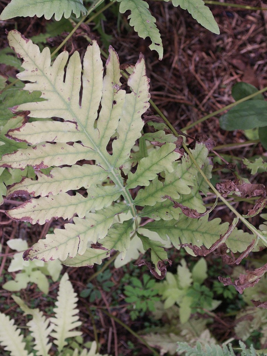Асплениум волосовидный