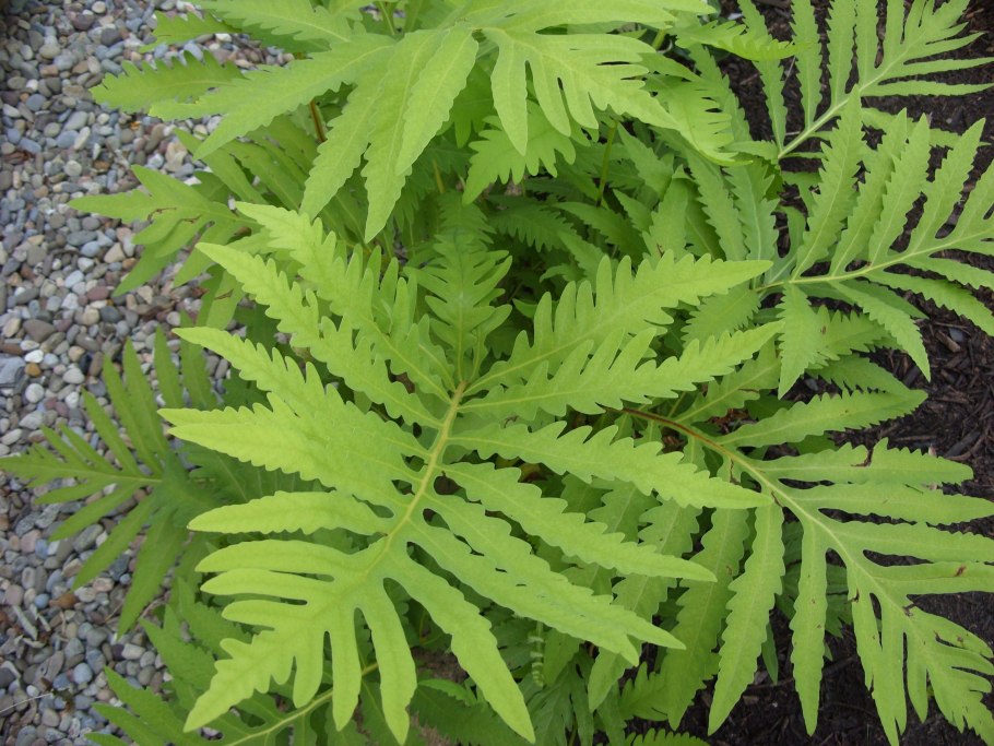 Оноклея “Dwaft form”