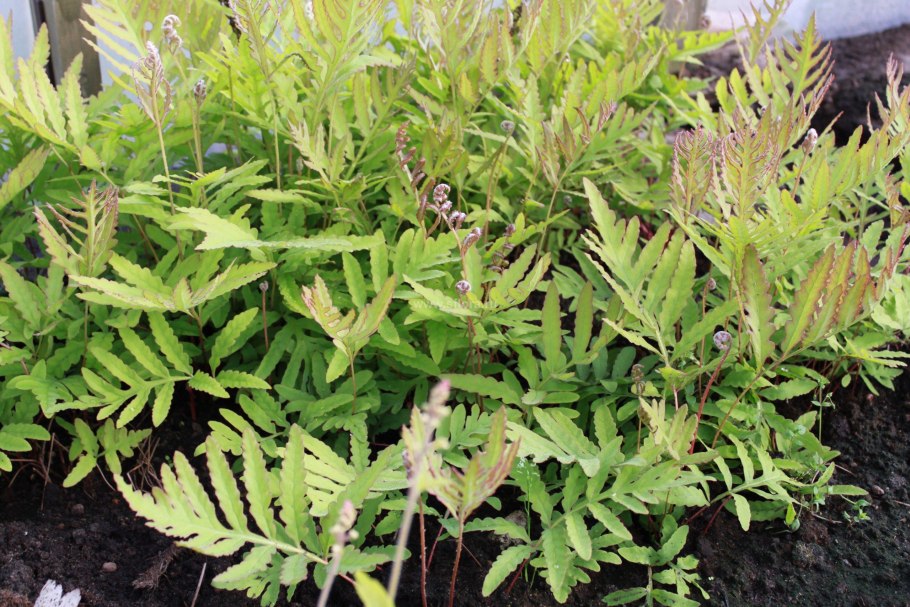 Папоротник Полиподиум