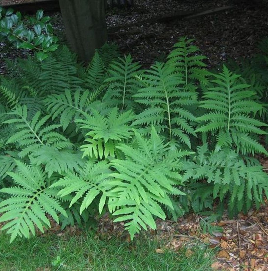 Страусник обыкновенный