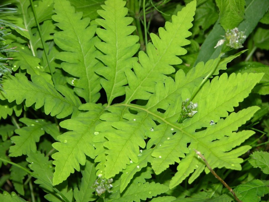 Оноклея разнообразие листьев со спорангиями