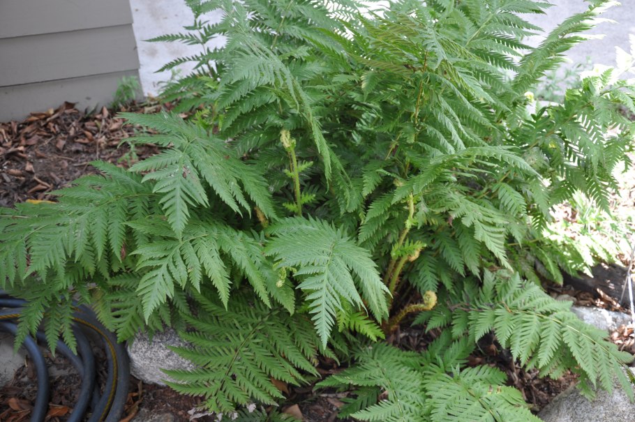 Спорангии папоротника