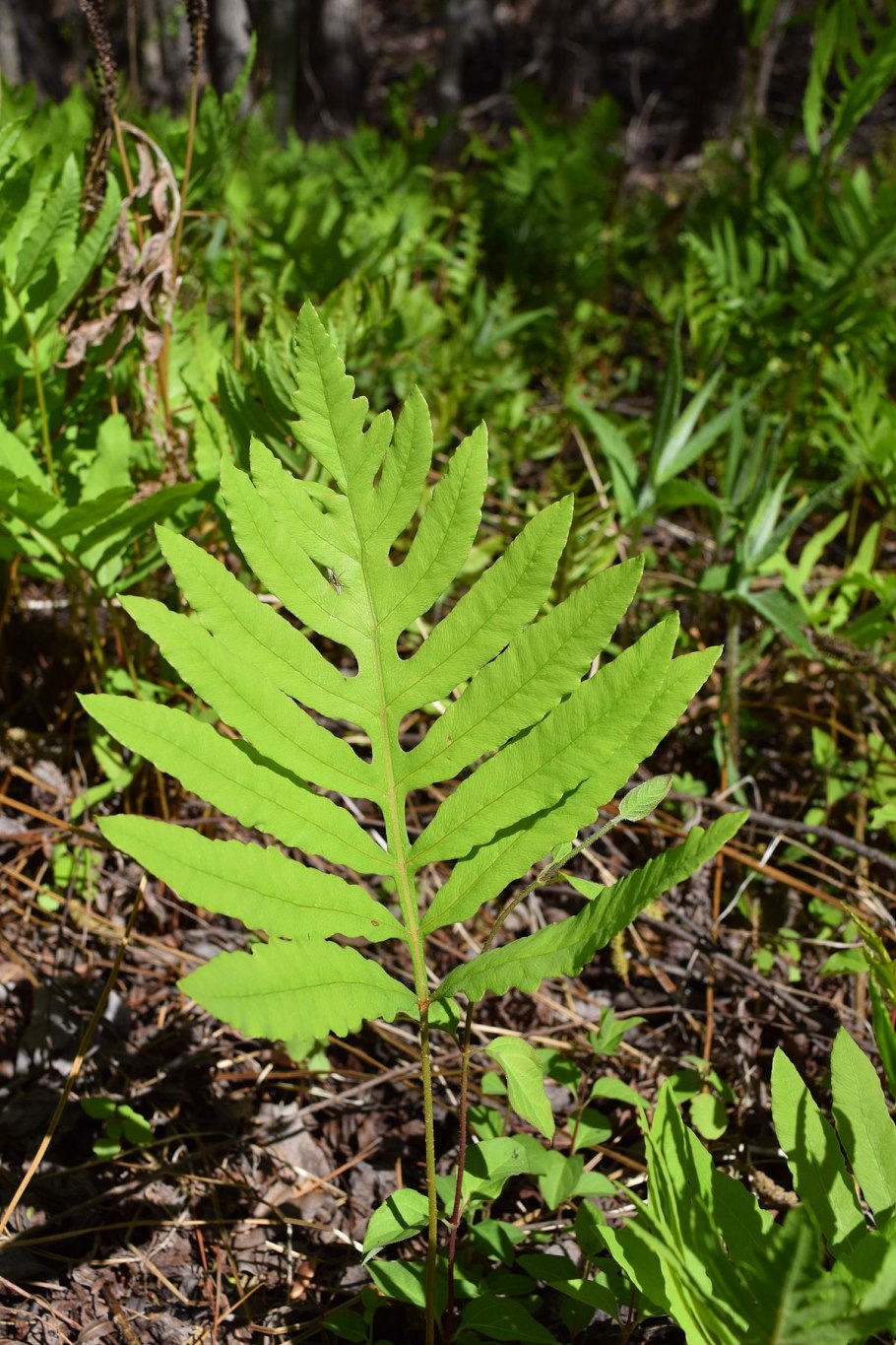 Папоротник скребница аптечная