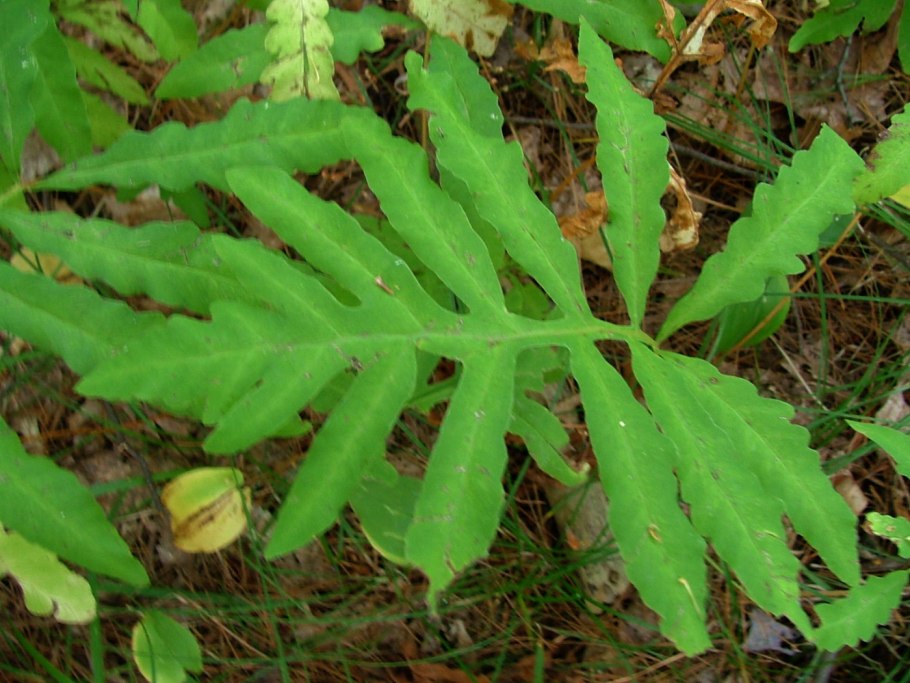 Вудвардия папоротник