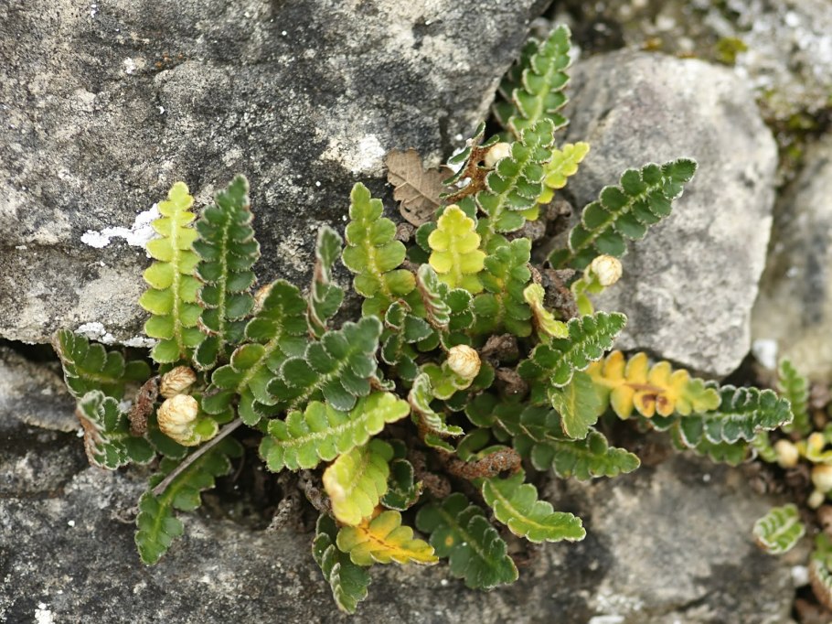 Asplenium ceterach
