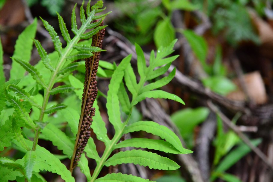 Щитовник рисунок Ботанический