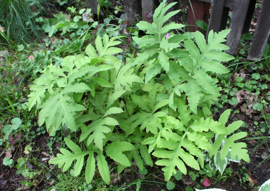 Папоротник Woodwardia fimbriata