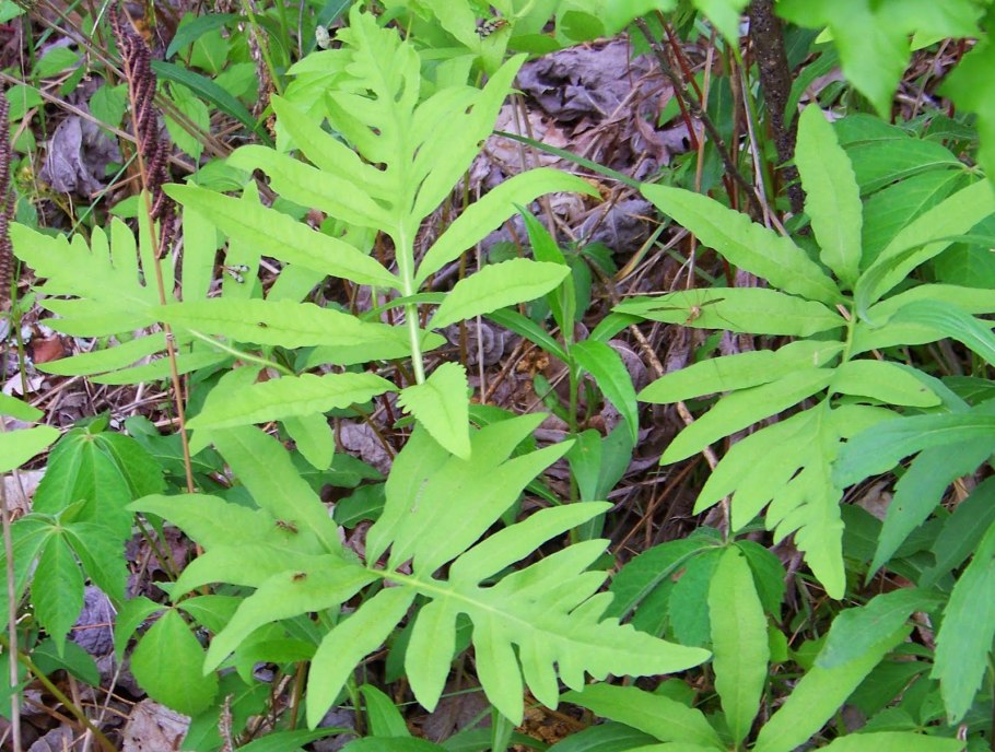 – Осмунда, Оноклея, Аралия