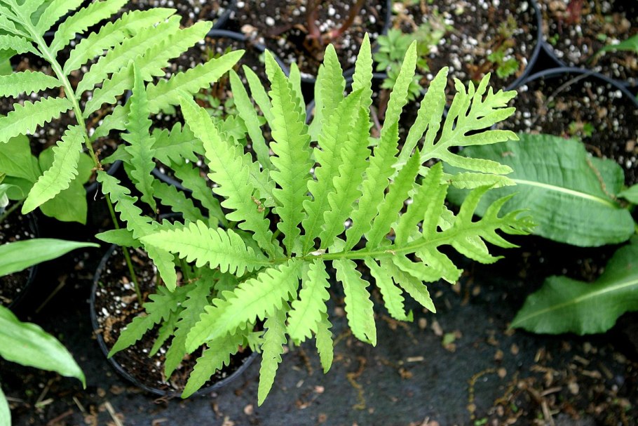 Sensitive Fern
