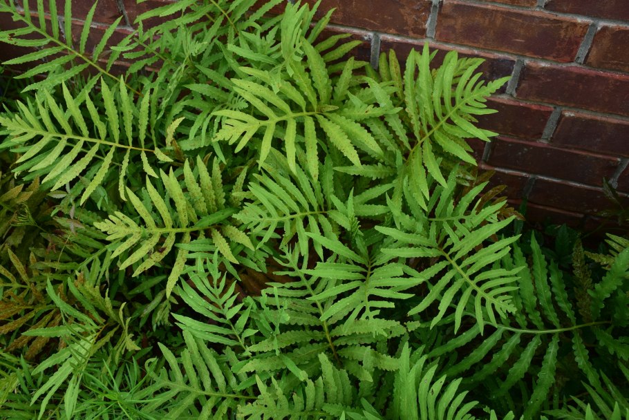 Оноклея разнообразие листьев