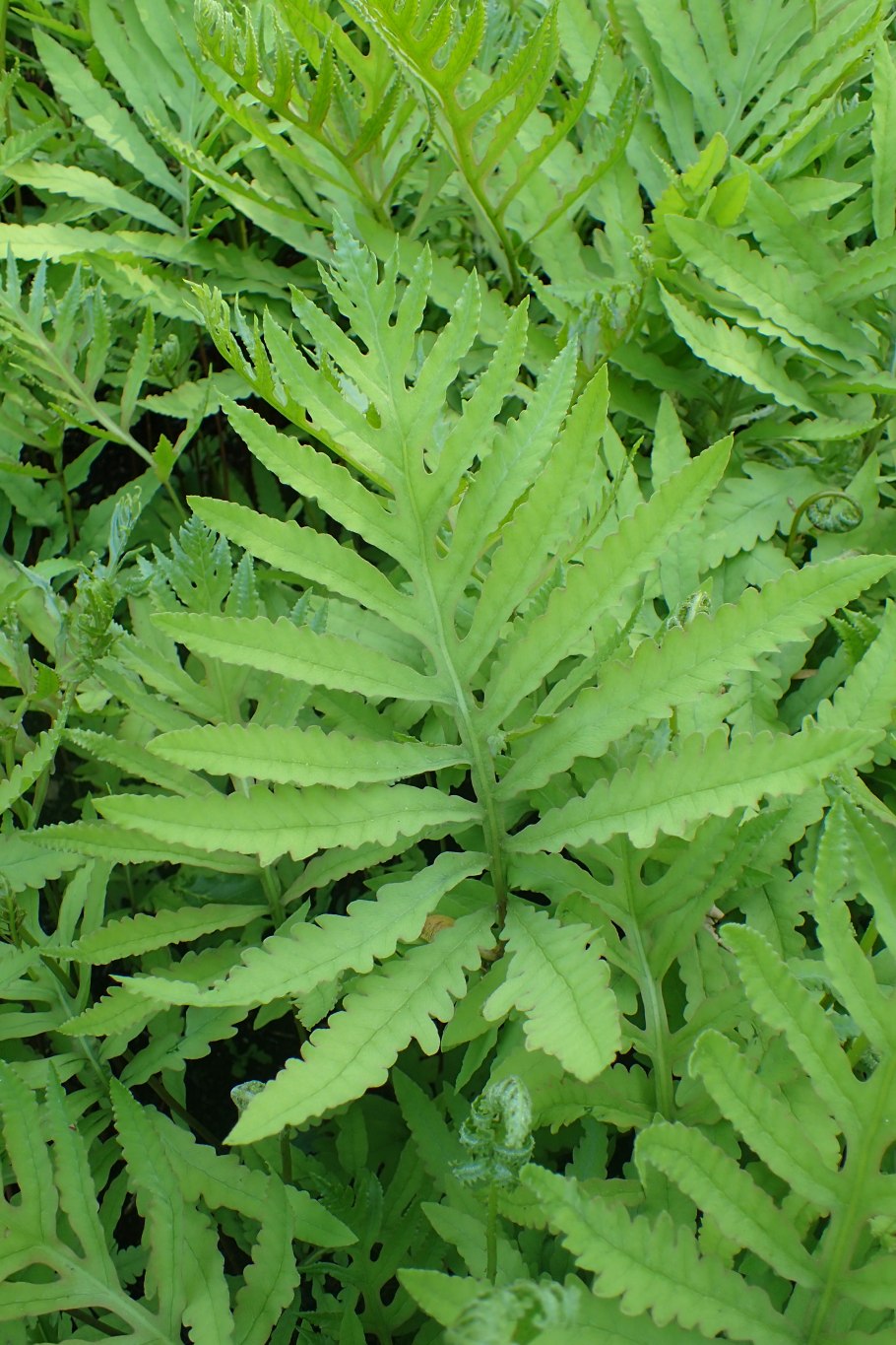 – Осмунда, Оноклея, Аралия