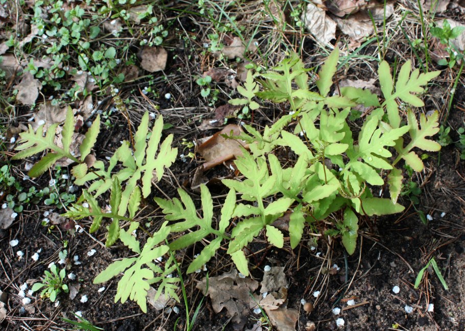 Папоротник рисунок