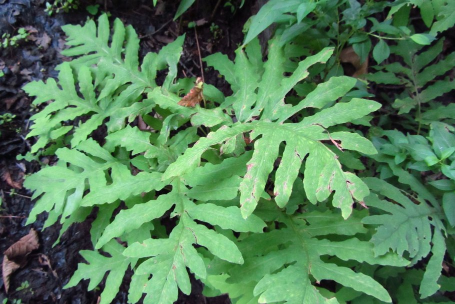 Папоротник Оноклея растение