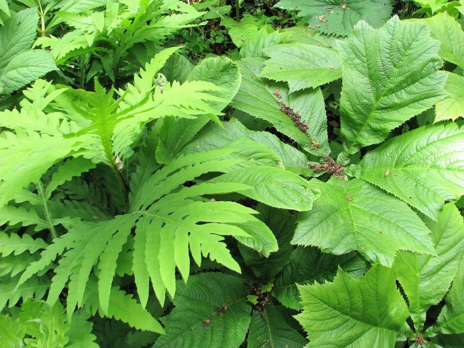 Папоротник Оноклея