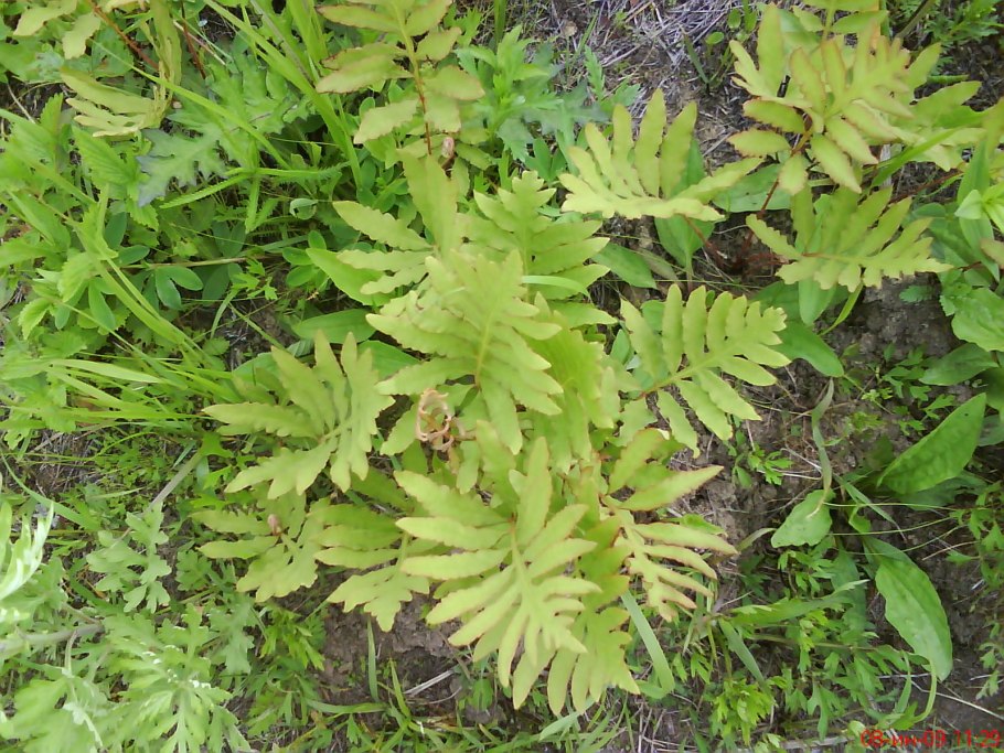 Папоротник Оноклея чувствительная