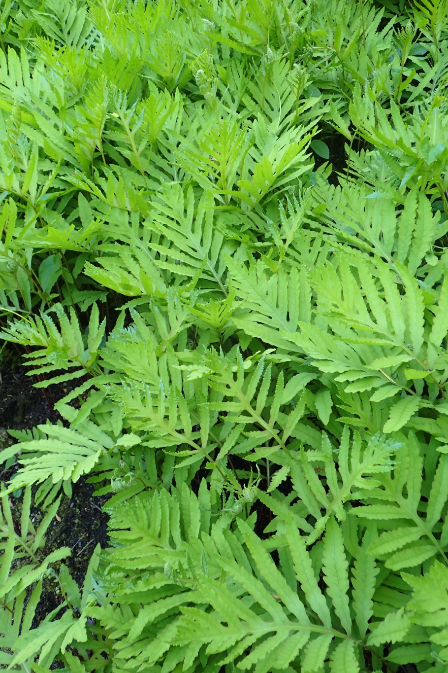 Папоротник Вудвардия Woodwardia orientalis