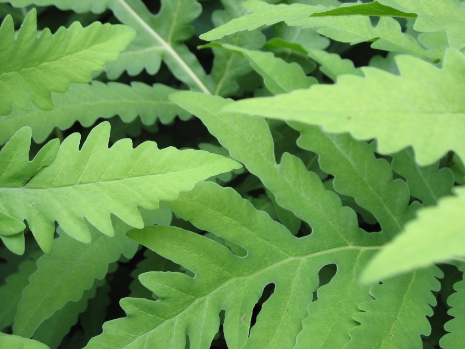 Папоротник Оноклея карликовый фото