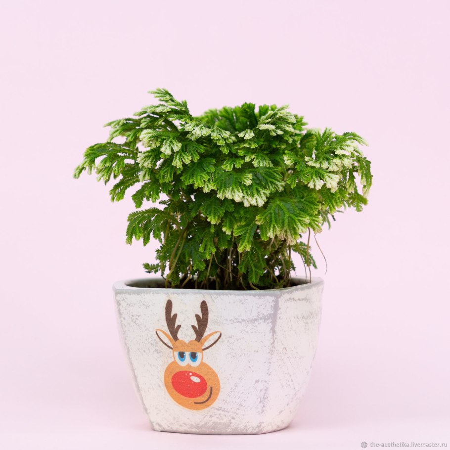 Селагинелла спора