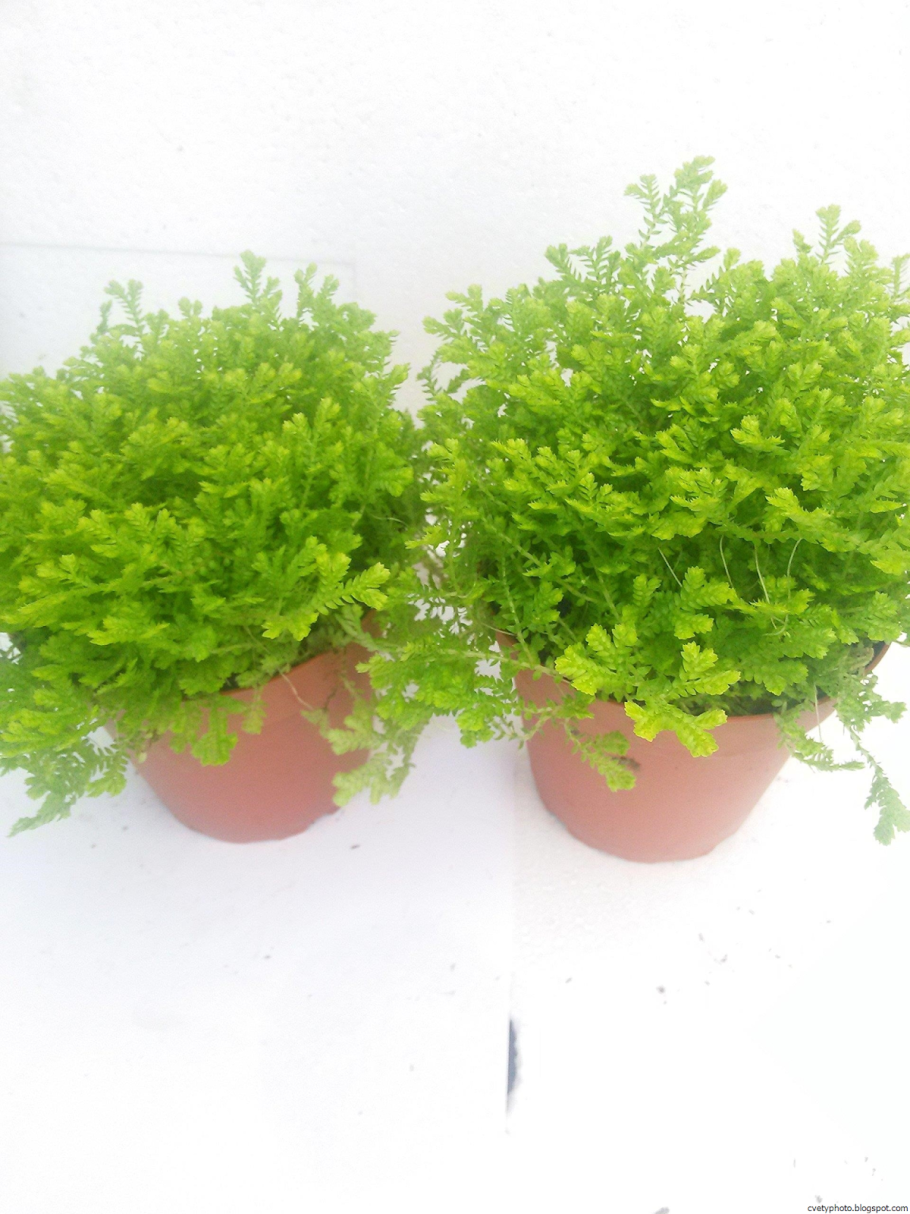 Селагинелла Мартенсии